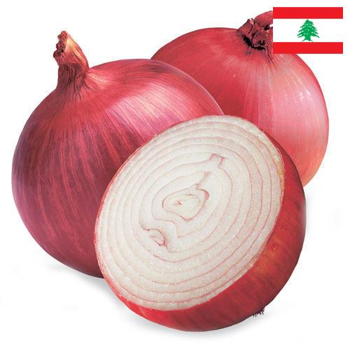 Лук красный из Ливана