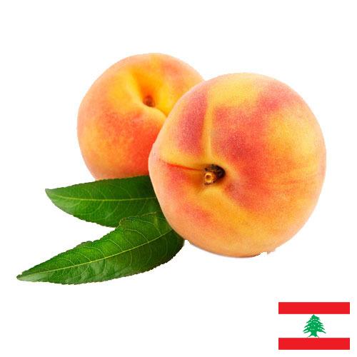 Персики из Ливана