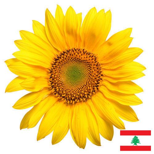 Подсолнечник из Ливана