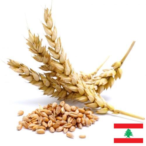 Пшеница из Ливана