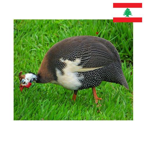 птица из Ливана