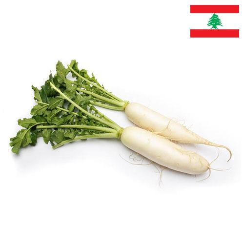 Редька из Ливана