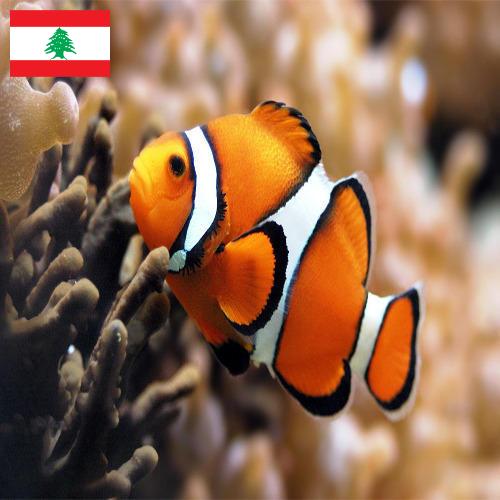 рыба из Ливана