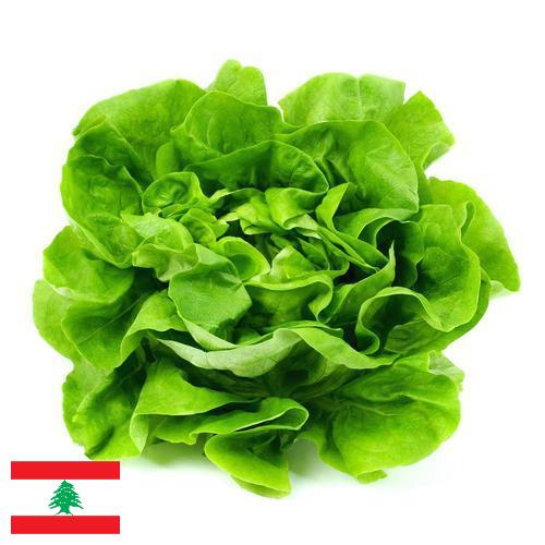 Салат латук из Ливана