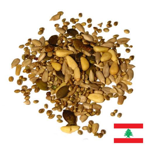 Семена из Ливана