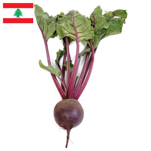Свекла столовая из Ливана