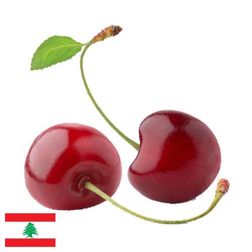 Вишня из Ливана