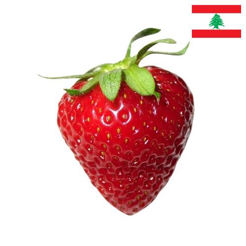 Земляника из Ливана