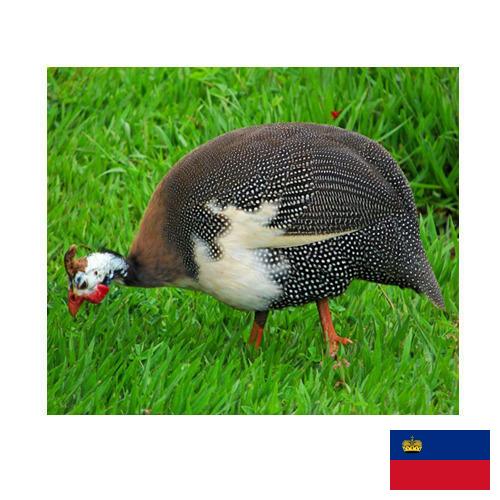 птица из Лихтенштейна