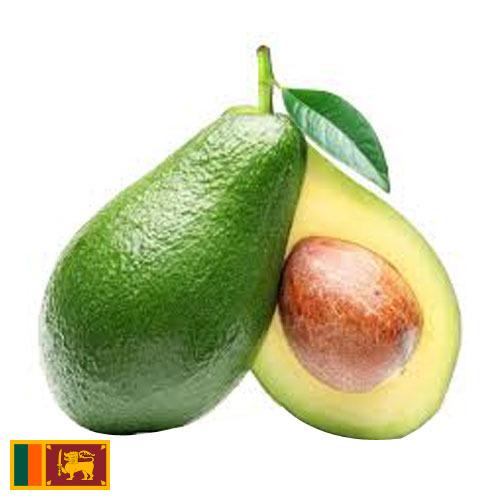 Авокадо из Шри-Ланки