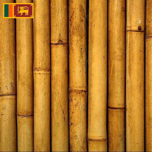 Бамбук из Шри-Ланки