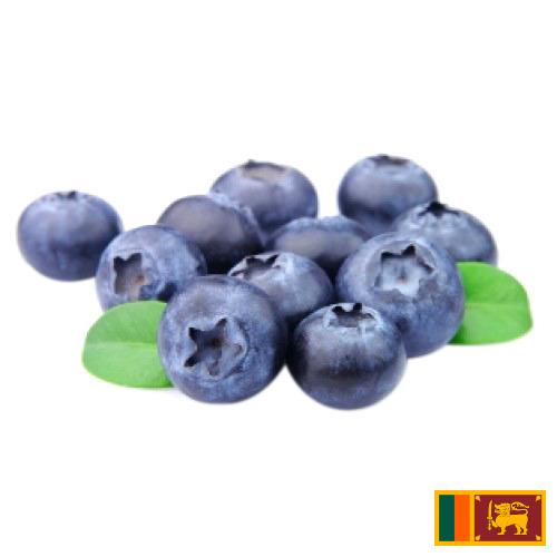 Голубика из Шри-Ланки