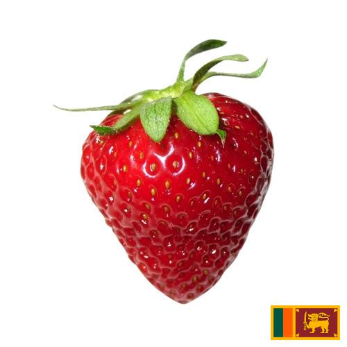 Земляника из Шри-Ланки