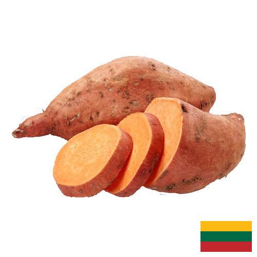 батат из Литвы