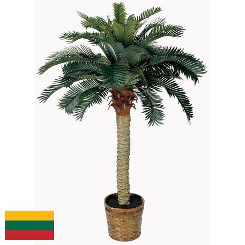 Деревья искусственные из Литвы