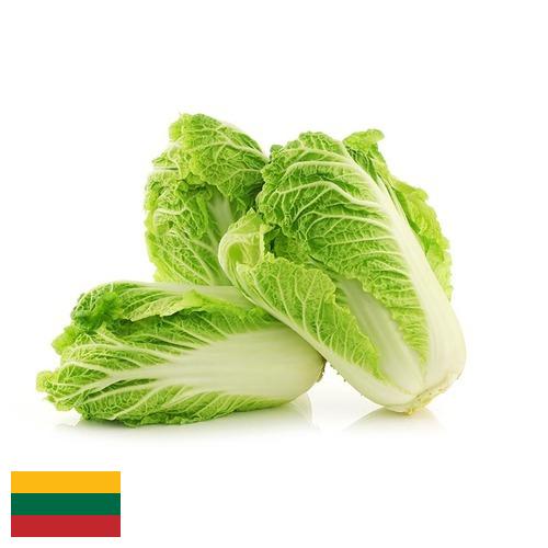 капуста пекинская из Литвы