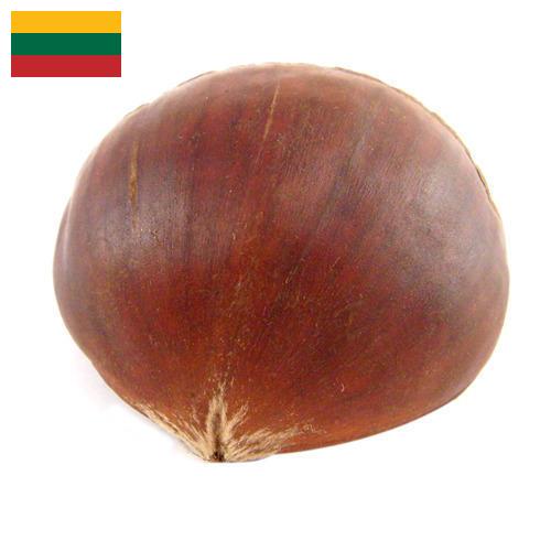 Каштан из Литвы