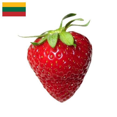 Клубника из Литвы