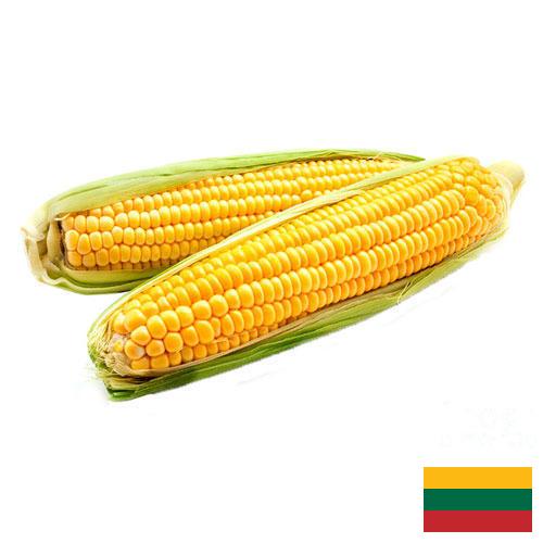 Кукуруза из Литвы