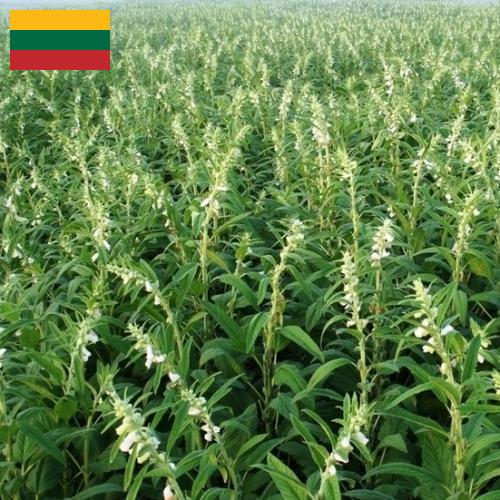 Кунжут из Литвы
