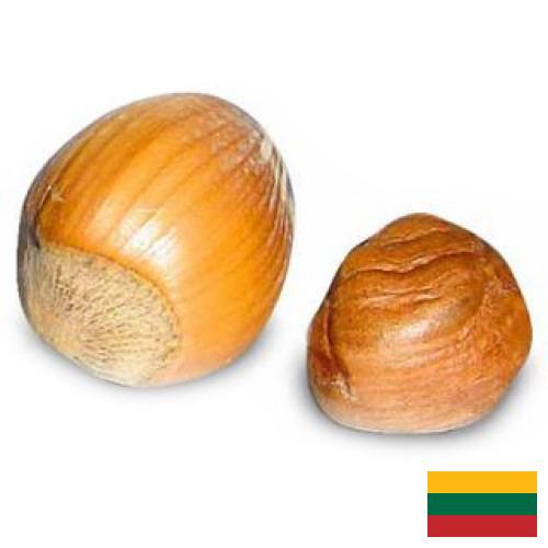 орех фундук из Литвы