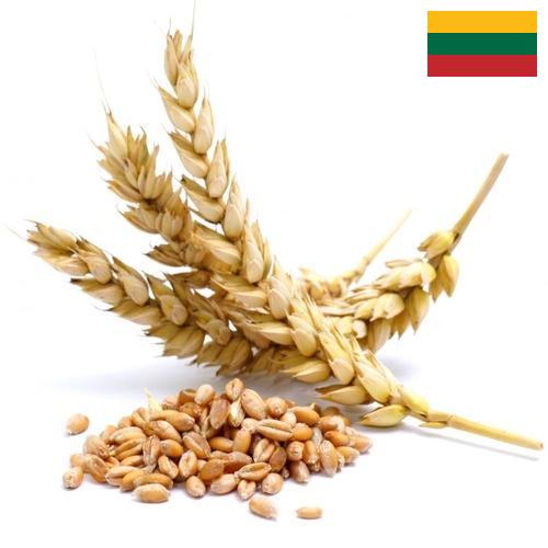 Пшеница из Литвы