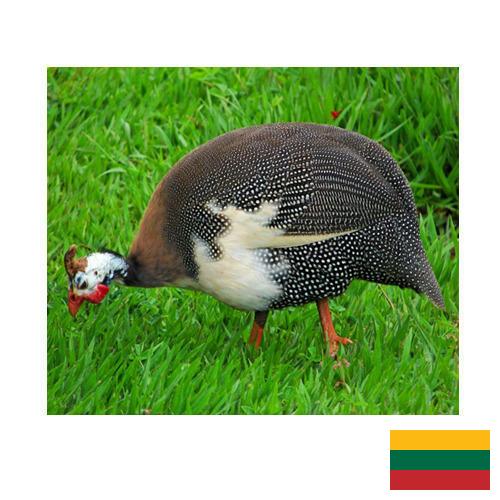 птица из Литвы