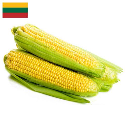 Сахарная кукуруза из Литвы