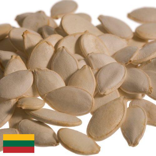 Семена тыквы из Литвы