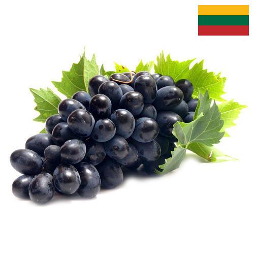 Виноград из Литвы