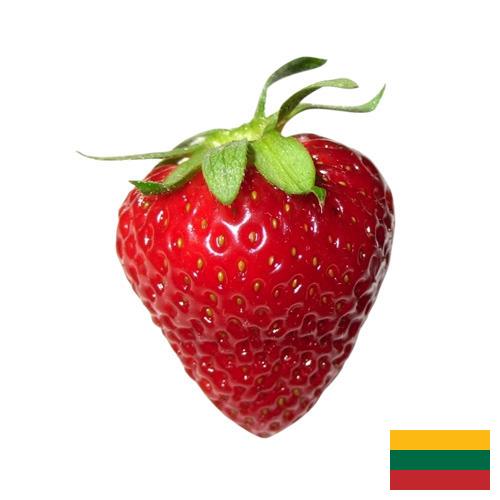 Земляника из Литвы
