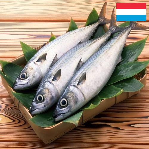 рыба свежая из Люксембурга
