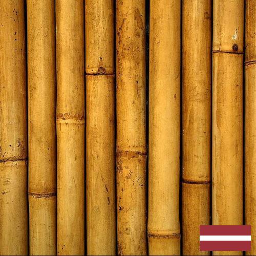 Бамбук из Латвии