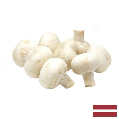 Грибы белые из Латвии