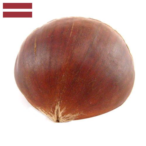 Каштан из Латвии