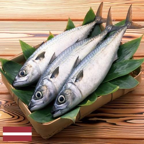 рыба свежая из Латвии