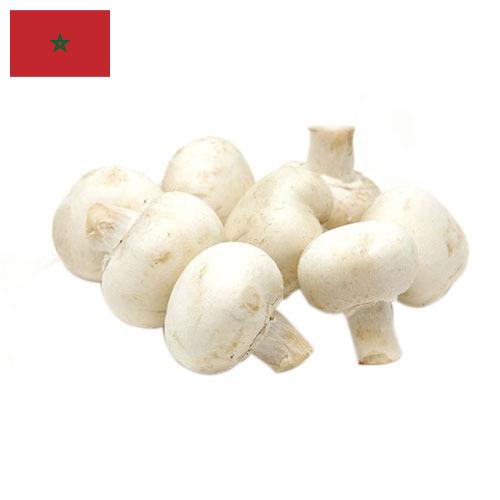 Грибы белые из Марокко