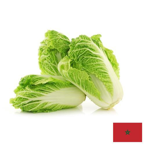 Капуста китайская из Марокко