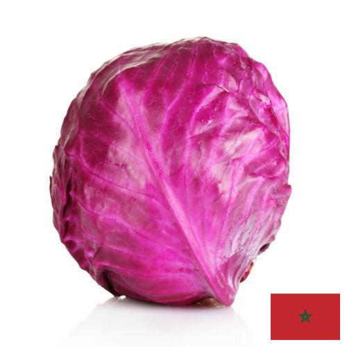 Капуста краснокочанная из Марокко
