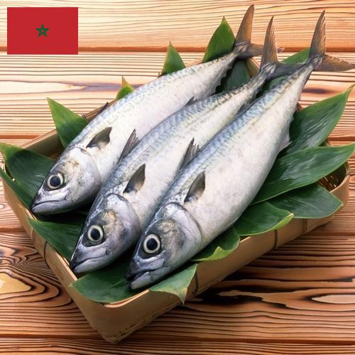 рыба свежая из Марокко