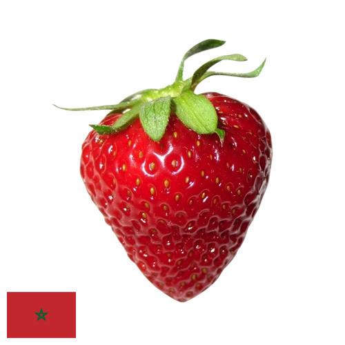 Земляника из Марокко