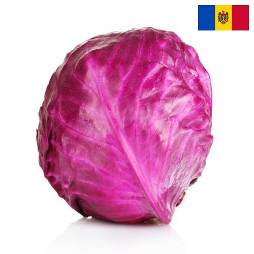 Капуста краснокочанная из Молдовы, Республики