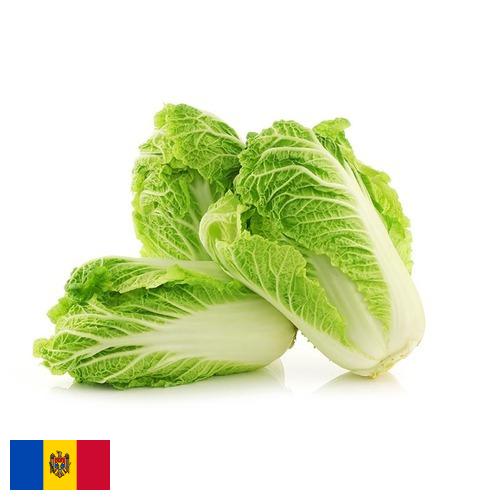 капуста пекинская из Молдовы, Республики