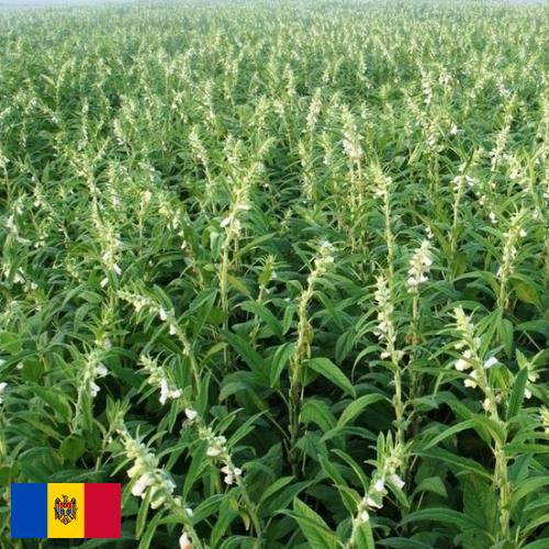 Кунжут из Молдовы, Республики