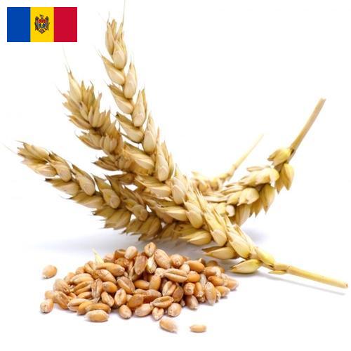 Пшеница из Молдовы, Республики