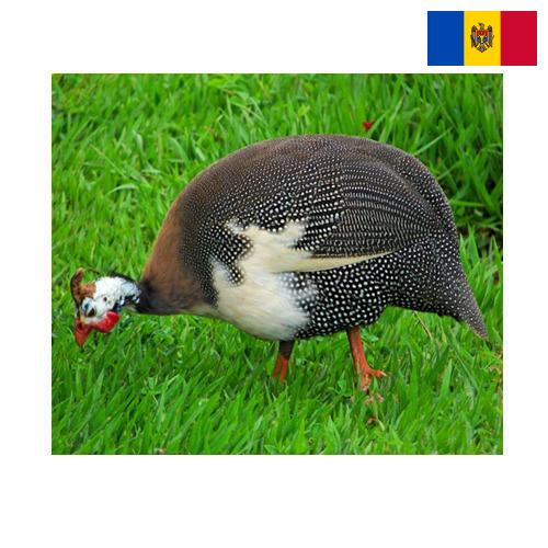 птица из Молдовы, Республики