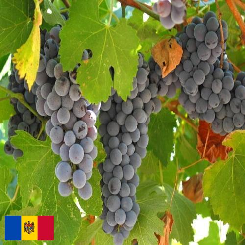 вино виноградное из Молдовы, Республики