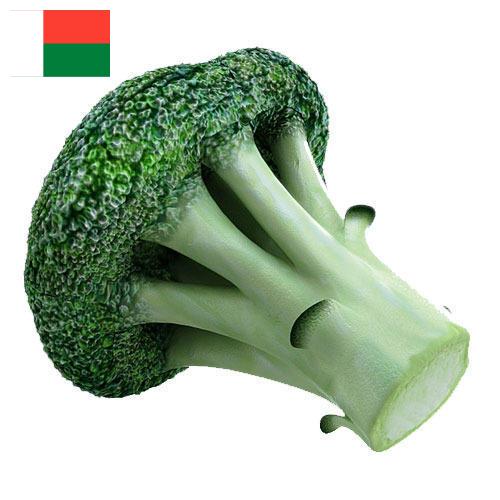 брокколи из Мадагаскара