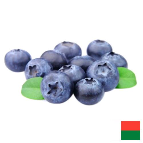 Черника из Мадагаскара