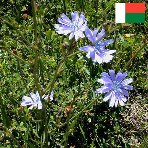 Цикорий из Мадагаскара